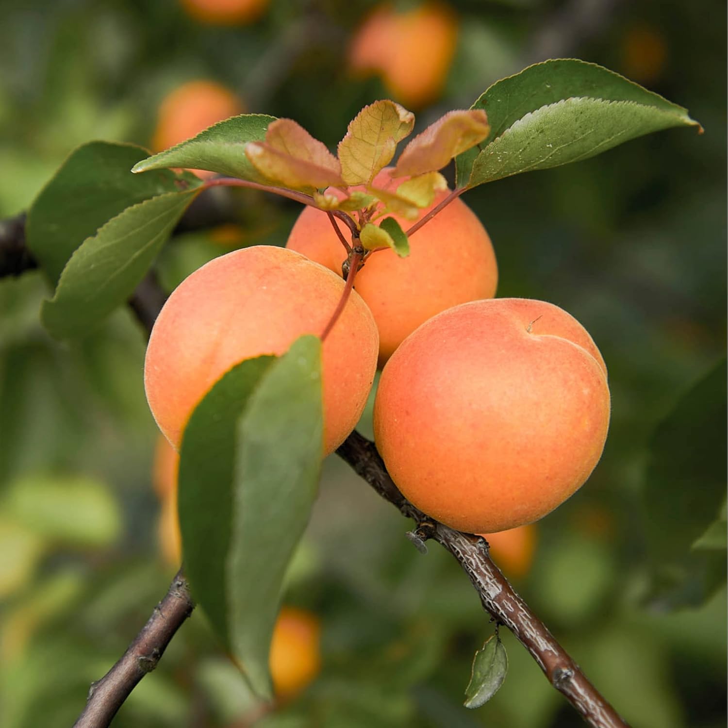 Apricot Jam Reduced Sugar (3 Pack)