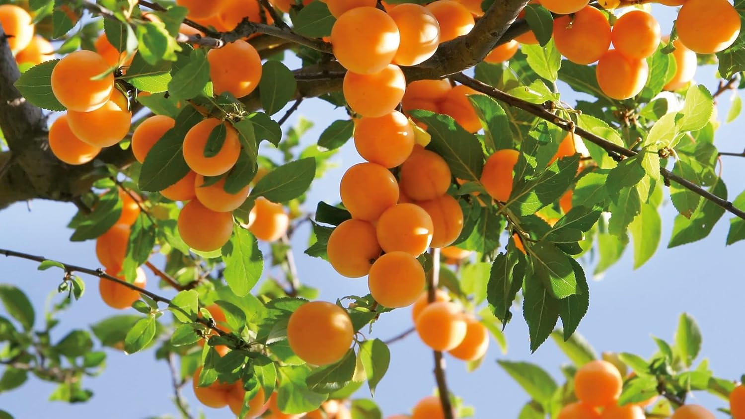Apricot Jam Reduced Sugar (3 Pack)